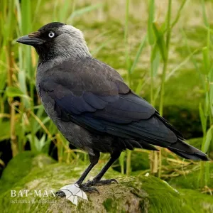 BAT-MAN Corvus búdka pre kavky a sovy, borovica, hnedá, so strieškou CO80DF NA