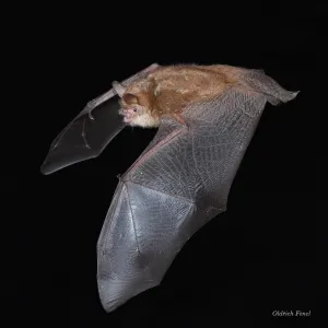 ELEKON Batlogger S2 ultrazvukový detektor na netopiere