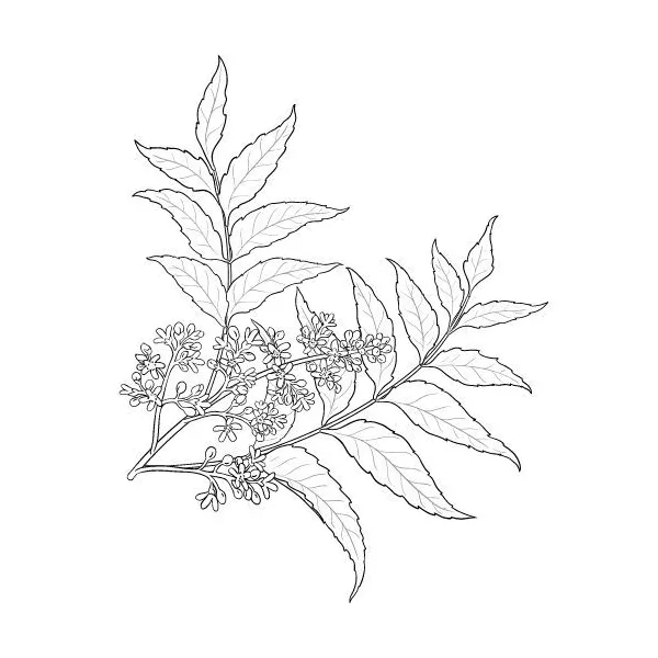 Nimbový olej (neem olej) 100% Alteya Organics 100ml