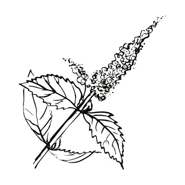 Mätový olej 100% Alteya Organics 5 ml