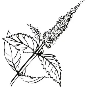 Mätový olej 100% Alteya Organics 5 ml
