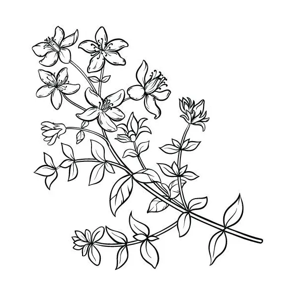 Ľubovníkový olej 100% Alteya Organics 5 ml
