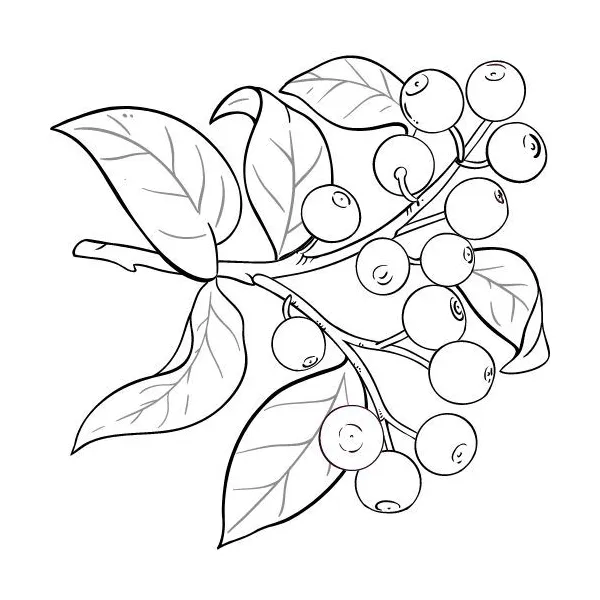 Olej zo santalového dreva 100% Alteya Organics 5 ml