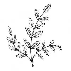 Kadidlový olej 100% Alteya Organics 5 ml