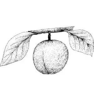 Olej z marhuľových jadier 100% Alteya Organics 100 ml