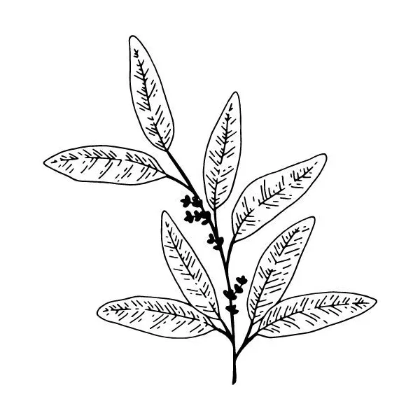 Eukalyptový olej 100% Alteya Organics 5 ml