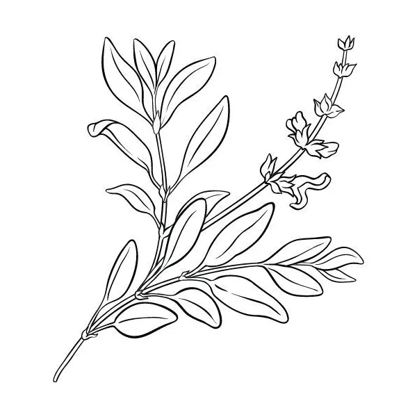 Šalviový olej 100% Alteya Organics 5ml