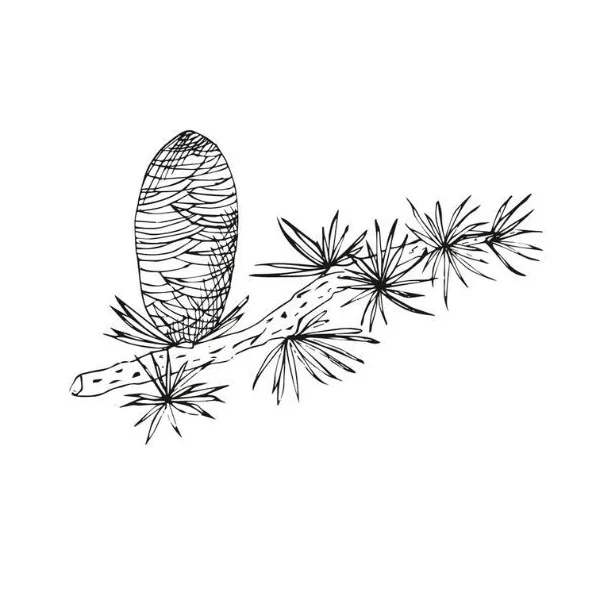 Cédrový olej 100% Alteya Organics 5 ml