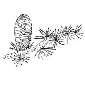 Cédrový olej 100% Alteya Organics 5 ml
