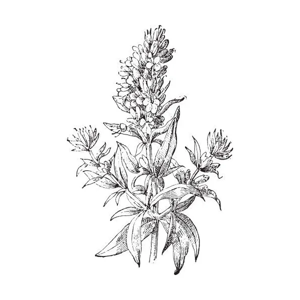 Yzopový olej 100% Alteya Organics 10 ml
