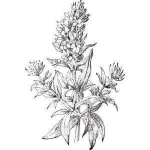 Yzopový olej 100% Alteya Organics 10 ml