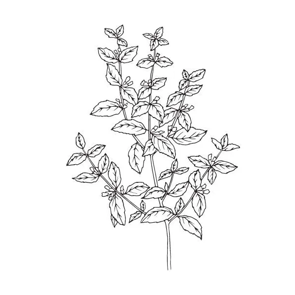 Medovkový olej 100% Alteya Organics 5 ml