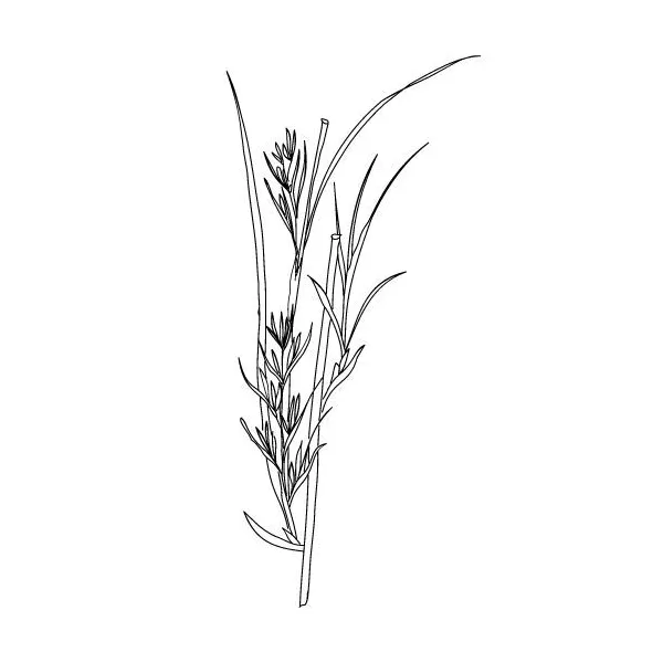 Palmarosa olej 100% Alteya Organics 5 ml