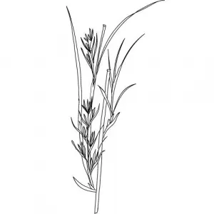 Palmarosa olej 100% Alteya Organics 5 ml