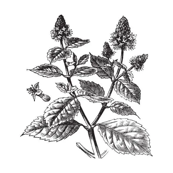 Pačuli olej 100% Alteya Organics 5 ml