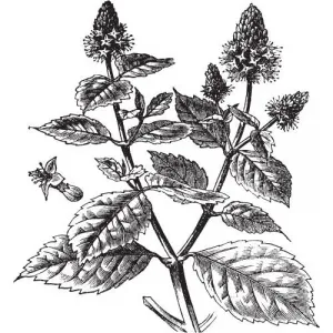 Pačuli olej 100% Alteya Organics 5 ml