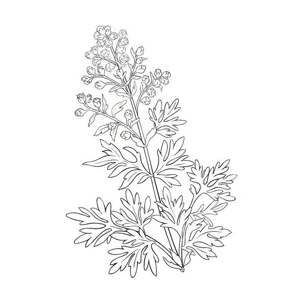 Palinový olej 100% Alteya Organics 10 ml