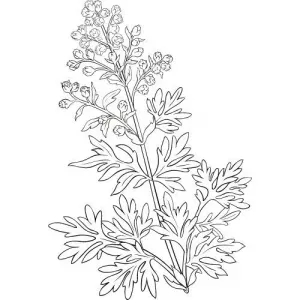 Palinový olej 100% Alteya Organics 10 ml