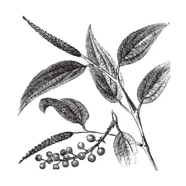Litsea Cubeba (May Chang) olej 100% Alteya Organics 5 ml