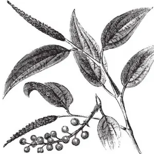 Litsea Cubeba (May Chang) olej 100% Alteya Organics 5 ml