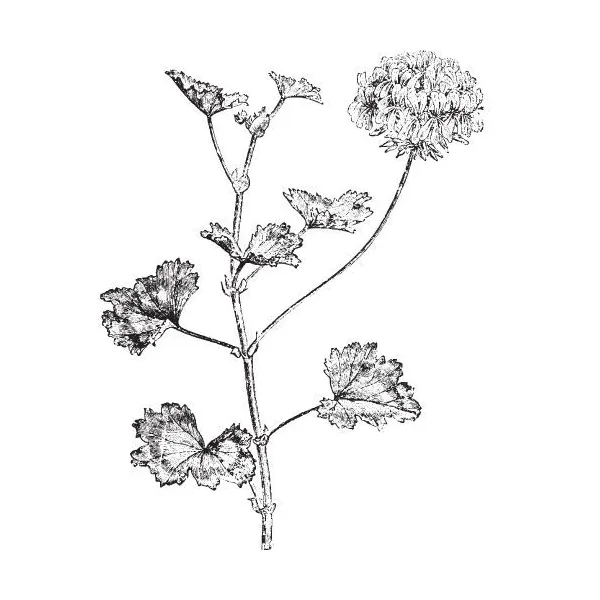 Rose Geranium olej 100% Alteya Organics 5 ml