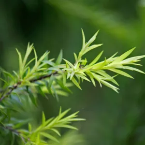 Šampón proti lupinám Čajovník s tea tree Aroma 400 ml