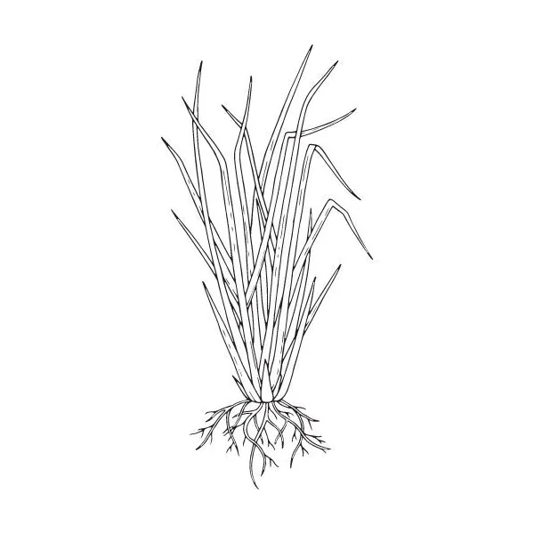 Vetiver olej 100% Alteya Organics 5 ml