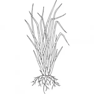 Vetiver olej 100% Alteya Organics 5 ml