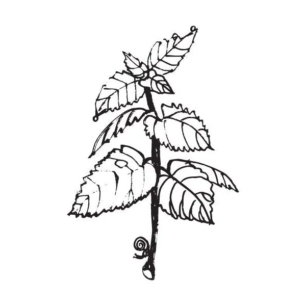 Mäta špicatá olej 100% Alteya Organics 5 ml