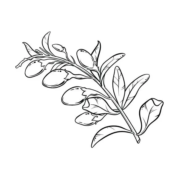 Goji Berry olej 100% Alteya Organics 50 ml