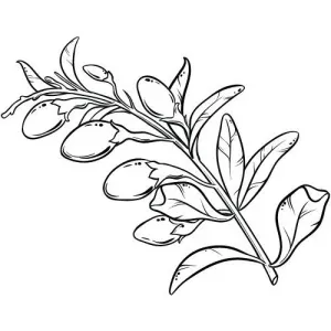 Goji Berry olej 100% Alteya Organics 50 ml