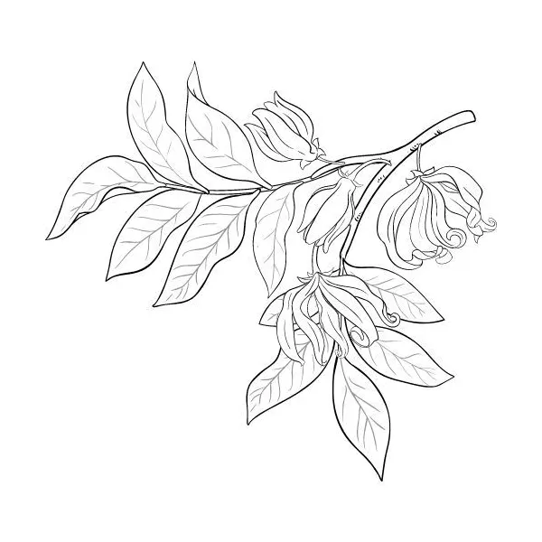 Ylang-Ylang olej 100% Bio Alteya 10 ml