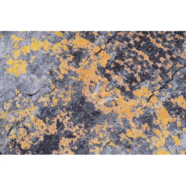 DECOREUM Koberec 21061 PRINT VICTORIA Rozmery (v): 200x300