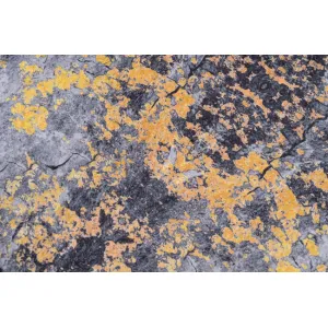 DECOREUM Koberec 21061 PRINT VICTORIA Rozmery (v): 200x300