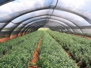 TIENIACA SIEŤ WELLHOX s 55% priehľadnosťou 1,2m x 10m