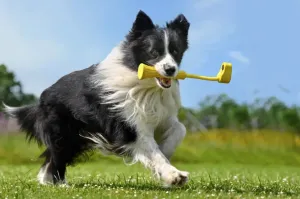 Insta360 GO3 Fetch Stick INST480-08