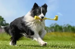 Insta360 GO3 Fetch Stick INST480-08