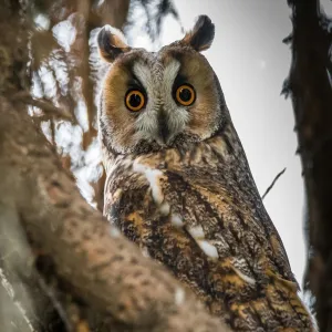 BAT-MAN Falco polobúdka pre sokoly, borovica, sivá, so strieškou FA1DF NA