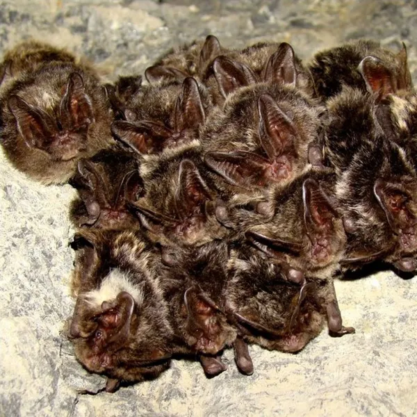 BAT-MAN Multislot búdka pre netopiere, borovica MS3D NA