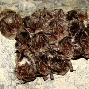 BAT-MAN Multislot búdka pre netopiere, borovica MS3D NA
