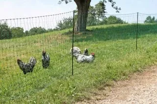 KERBL ELEKTRICKÁ SIEŤ PRE HYDINU 50 M X 106 CM,DVOJITÝ HROT, ZELENÁ
