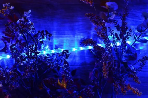 Nexos 553 LED svetelný kábel 20 m - modrá, 480 diód