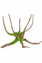 Akváriová dekorácia Kipouss Spider root M Zolux zľava 10%