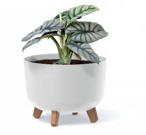 Prosperplast Kvetináč Gracyeen biely, varianta 38 cm