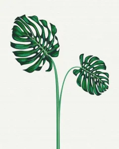 Maľovanie podľa čísiel tropická monstera