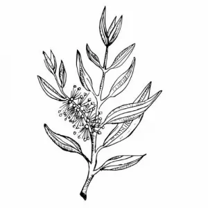 Tea Tree (čajovníkový) olej 100% Alteya Organics 50 ml