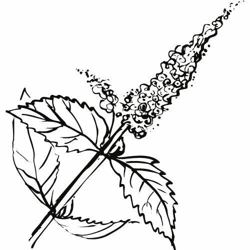 Mätový olej 100% Alteya Organics 10 ml