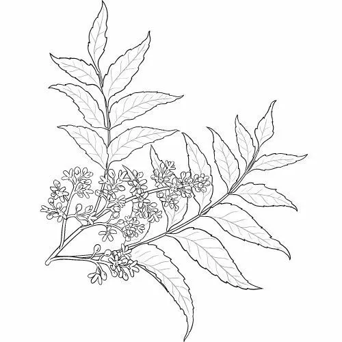 Nimbový olej (neem olej) 100% Alteya Organics 50 ml
