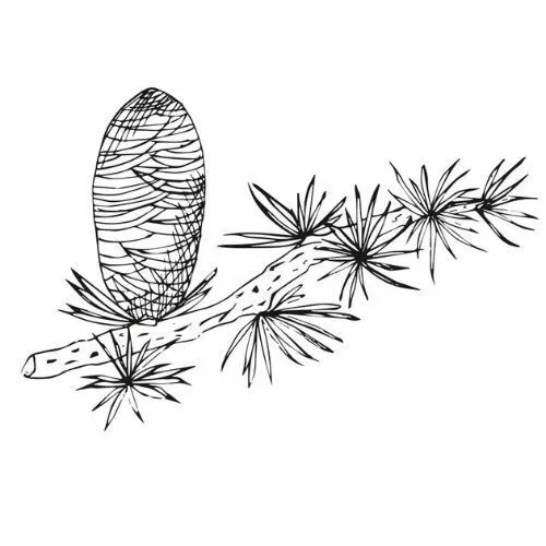 Olej z cédrového dreva 100% Bio Alteya 10 ml