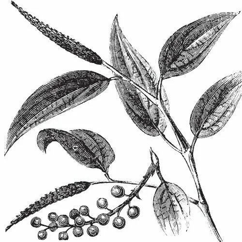 Litsea Cubeba (May Chang) olej 100% Alteya Organics 5 ml